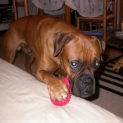 Photo de Boxer