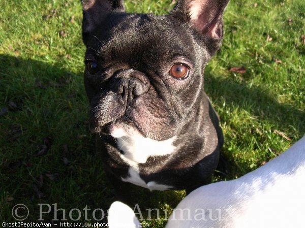 Photo de Bouledogue franais