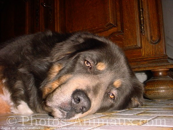 Photo de Dogue du tibet