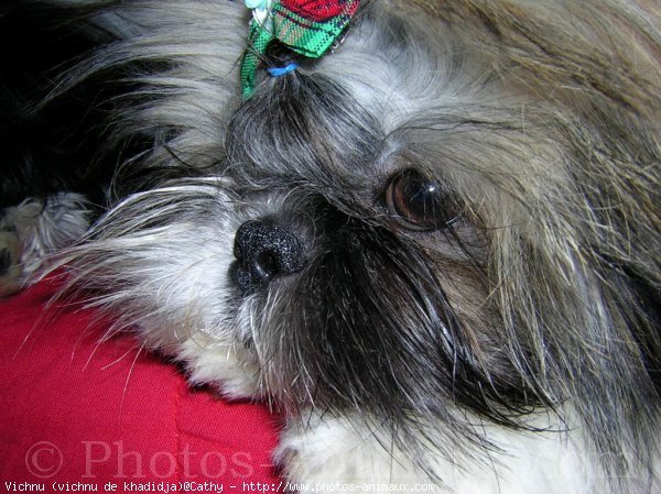 Photo de Shih tzu