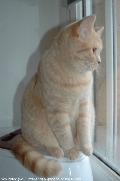 Photo de British shorthair