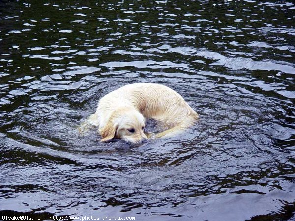 Photo de Golden retriever