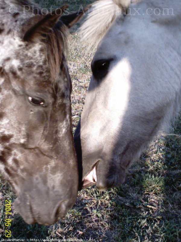 Photo d'Appaloosa