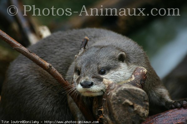 Photo de Loutre