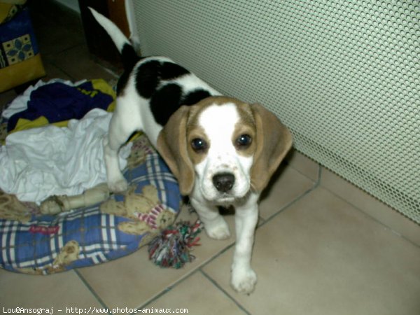 Photo de Beagle