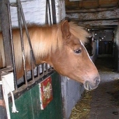 Photo de Poney franais de selle