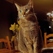 Photo d'Ocicat