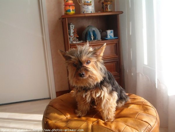 Photo de Yorkshire terrier