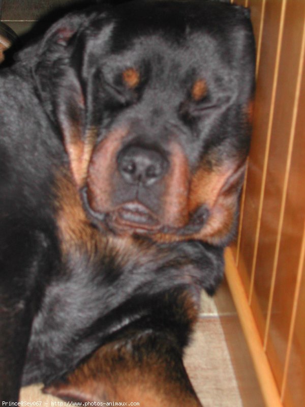 Photo de Rottweiler