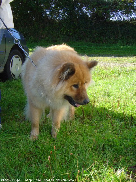 Photo d'Eurasier