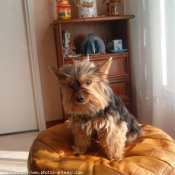 Photo de Yorkshire terrier