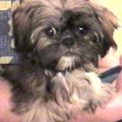 Photo de Shih tzu