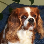 Photo de Cavalier king charles spaniel