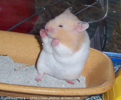 Photo de Hamster