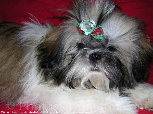 Photo de Shih tzu