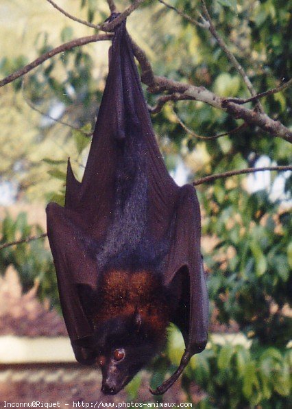 Photo de Chauve-souris