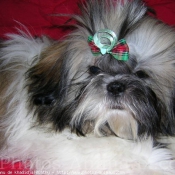 Photo de Shih tzu