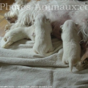 Photo de West highland white terrier