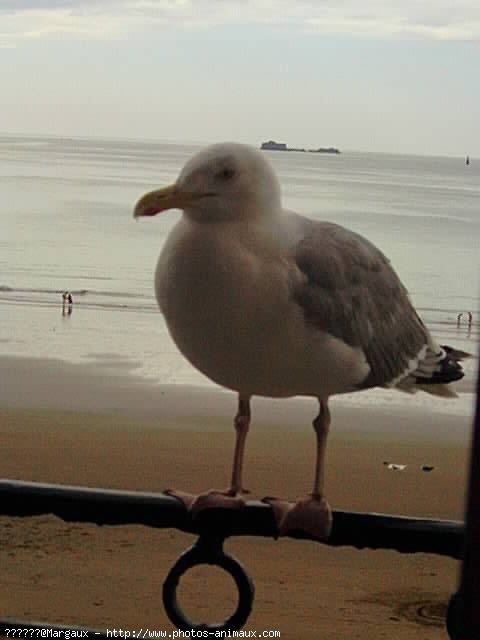 Photo de Mouette