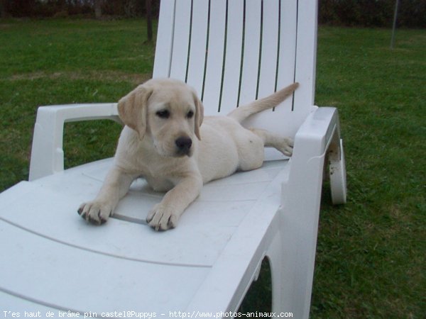 Photo de Labrador retriever