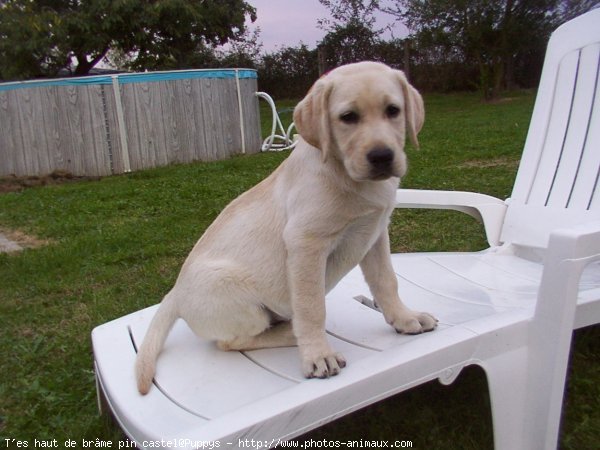 Photo de Labrador retriever