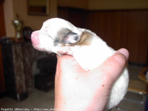 Photo de Coton de tulear