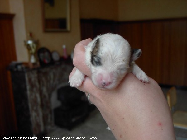 Photo de Coton de tulear