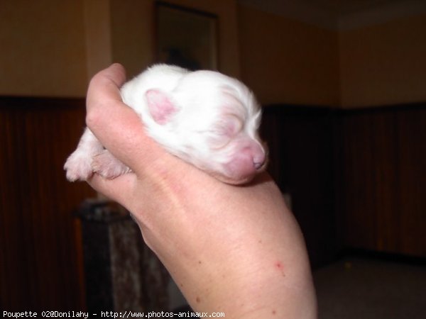 Photo de Coton de tulear