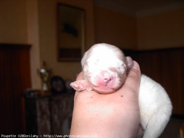 Photo de Coton de tulear