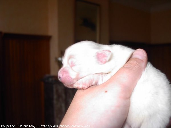 Photo de Coton de tulear