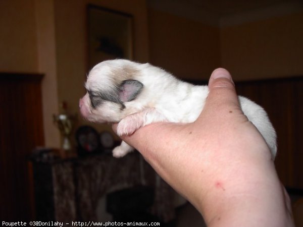 Photo de Coton de tulear