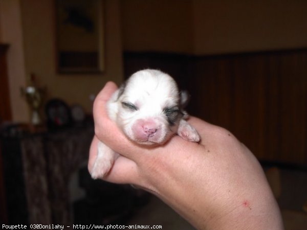 Photo de Coton de tulear