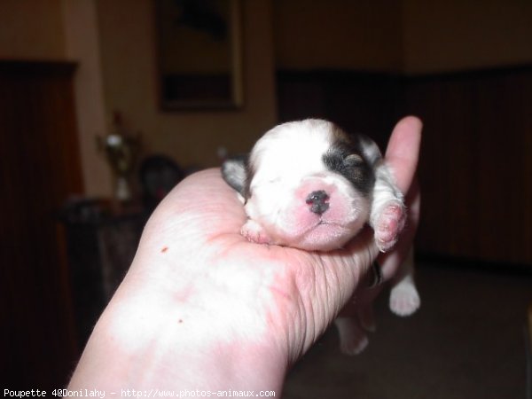 Photo de Coton de tulear