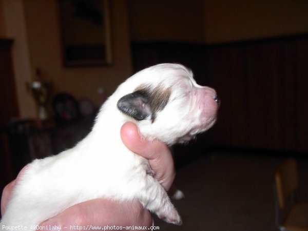 Photo de Coton de tulear