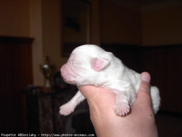 Photo de Coton de tulear