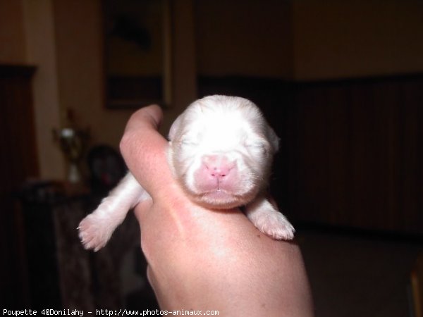 Photo de Coton de tulear