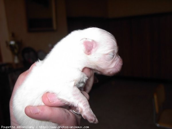 Photo de Coton de tulear