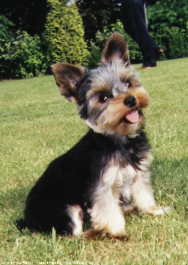 Photo de Yorkshire terrier