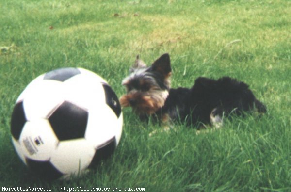 Photo de Yorkshire terrier