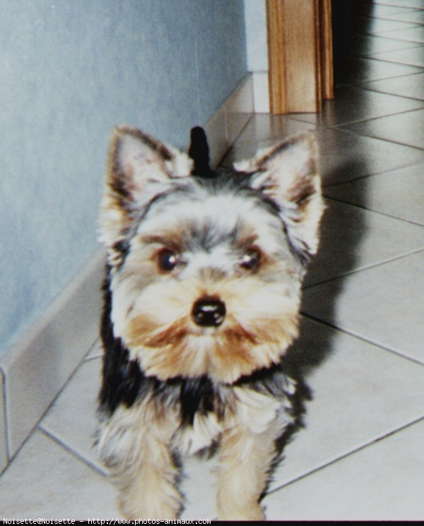 Photo de Yorkshire terrier