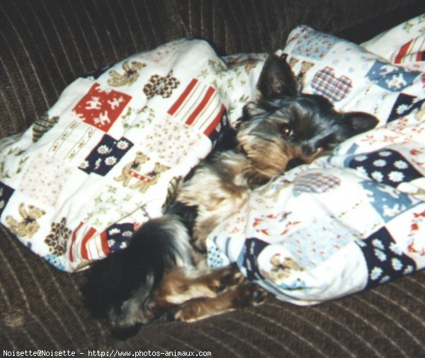 Photo de Yorkshire terrier