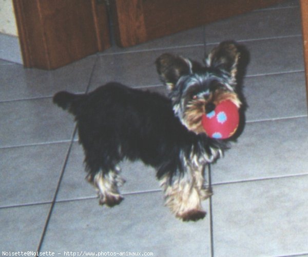 Photo de Yorkshire terrier