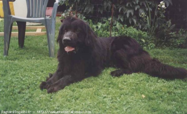 Photo de Chien de terre-neuve