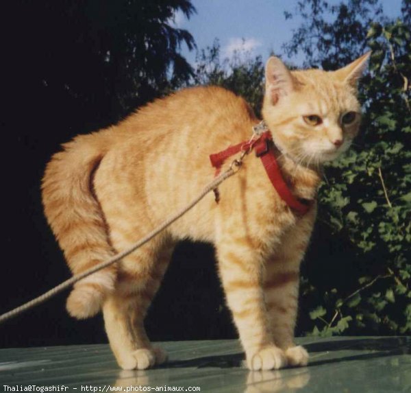 Photo de Chat domestique