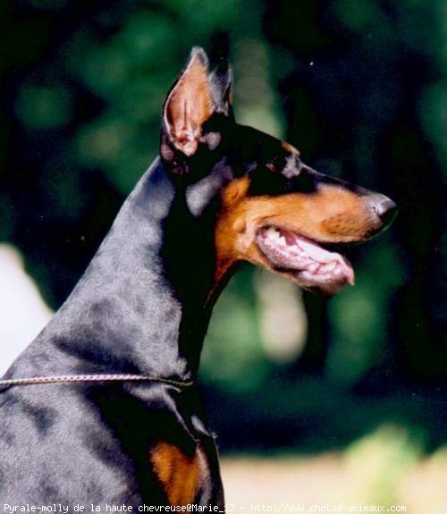 Photo de Dobermann