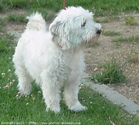 Photo de Bichon  poil fris