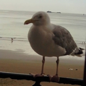 Photo de Mouette