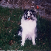 Photo de Chien de berger des shetland