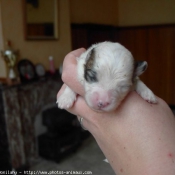 Photo de Coton de tulear