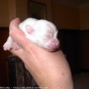 Photo de Coton de tulear